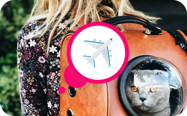 How to Travel with a Cat?