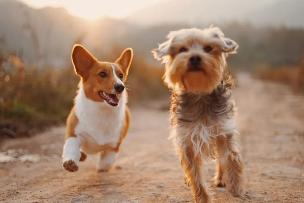 National Dog Month