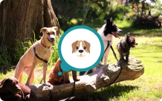 National Dog Month – August – Let’s celebrate with your pet!