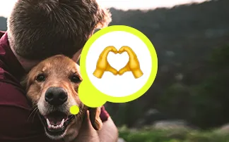 Volunteering With Animals: How to Find Volunteer Opportunities to Help Animals?